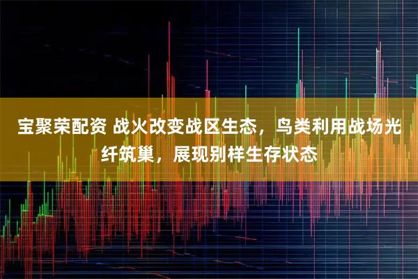 宝聚荣配资 战火改变战区生态，鸟类利用战场光纤筑巢，展现别样生存状态